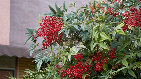 南天 風水|南天の木を鉢植えで玄関先に置くのは風水的に。